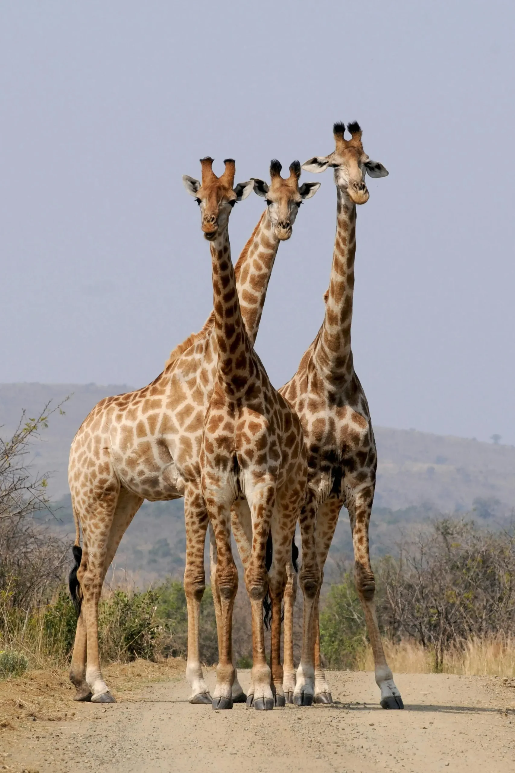 south african safari